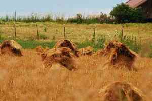 İlerlemenin Ölçütü Buğdayın İnsanlar Yerine Hayvanlara Yedirilmesidir