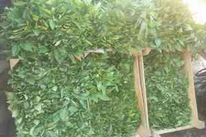 Kulp ta Sebze Fideleri Pazarda Yerini Aldı