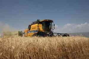 Antalya nın Sahil Kesiminde Buğday Biçimi Dekar Başı 14 Liradan Yapılacak