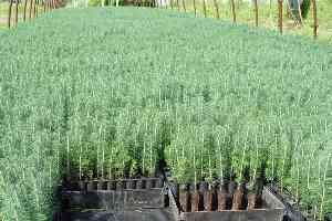 Fidan Üreticilerinin Beyanname Başvuru Süresi 31 Mayıs ta Bitiyor