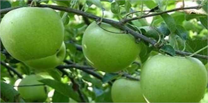 22 Yeşil İhsaniye Elma Festivali 12 Eylül de Başlıyor