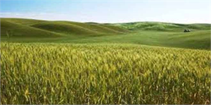 Adana da en verimli tarım arazileri parçalanacak