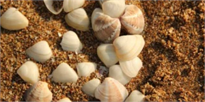 Beyaz Kum Midyesi Avcılığı Yasaklandı