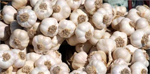 Dünyaca Ünlü Taşköprü Sarımsağına Patent Alma Çalışmaları Sürüyor