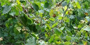 Türkiye de Fındık Sektörüne Yapılan Yatırımlar