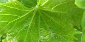 Kuraklık ve zirai don yaprak üretimini etkiledi