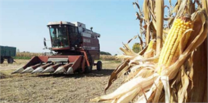 Kurtalan da TMO Mısır Alımlarına Başladı