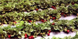 Pozantı daki Çilek Tutan Kınalı Eller Projesi