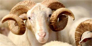 Türkiye nin Elit Koyunları Şanlıurfa dan