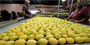 Yatak Limonu nu Hatalı Gübreleme Çürütüyor