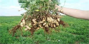 Dörtyol da Yer Fıstığı Üretimi