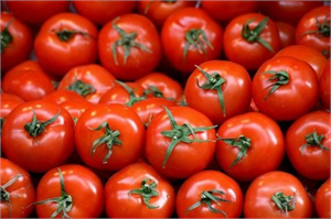 Sındırgı da Salçalık Domates ve Biber Üretiminde Düşüş