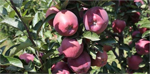 Elmada Rekolte Arttı 10 Yıl Sonra Üreticinin Yüzü Güldü