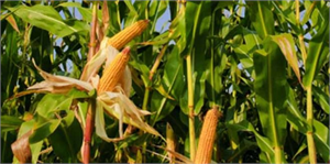 Şanlıurfa da Sıcak Hava Mısır Verimini Düşürdü