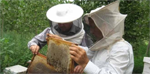Şırnak ta Bal Hasadı