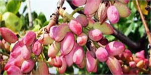 Turgutlu daki Antep Fıstığı Deneme Üretimi Üreticilere Umut Oldu