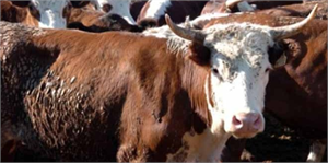 Besilik Hayvan İthalatına Üreticiden Olumlu Tepki