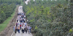 Cevizciler bahçeleri geziyor