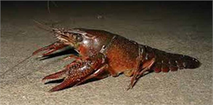 Türkiye nin En Büyük Kerevit Kuluçkahanesinde Sona Yaklaşılıyor