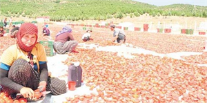 Tarım işçiçisinin yüzde 83 ü sigortasız