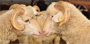 Tekirdağ da Mavi Dil Hastalığı Önlemleri