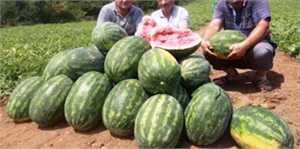 Yalıncak Karpuzu Fındığın Tahtını Sallıyor