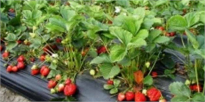 Yayladağı nda Çilek Fidesi Dağıtımı