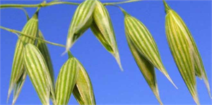 Yulafta kuraklığa karşı Arslanbey