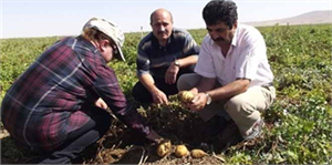 Aksaray da Patates Tarlaları Kontrol Ediliyor