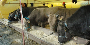 Ankara da Kurban Sıkıntısı Yok