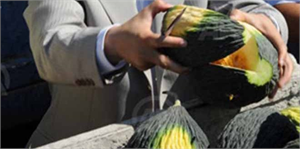 Araban kavunu üreticisini sevindiriyor