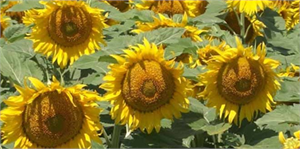 Ayçiçeğinin Verimi de Fiyatı da Düştü