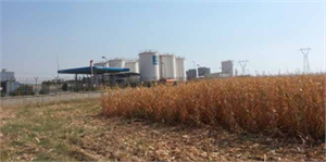 Mısır Tarlalarında Büyük Tehlike