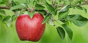 Elma üreticisinin umudu Rusya pazarı