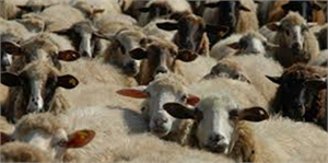 TZD Başkanı Yetkin den Kurbanlık Açıklaması