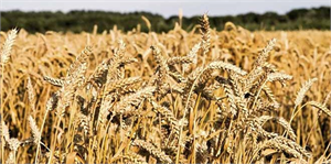 Kampüs Adana Borsası nın hacmini ikiye katlayacak