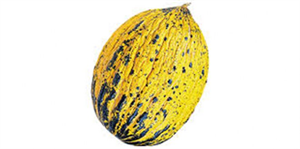 Kırkağaç ın En Güzel Kavunu Seçildi