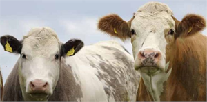 Kurbanlıkların Canlı Kilo Fiyatı 12 12 50 TL Civarında