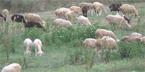 Kırklareli ndeki Mavi Dil Hastalığı Karantinası