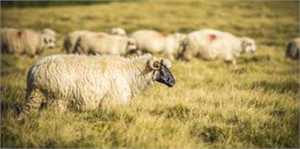 Pamukova İlçesi nde Mavi Dil Hastalığı Karantinası