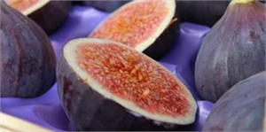 Rahvan Atlar İncir İçin Koştu