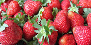 Saruhanlı da Tütün Yerine Çilek Üretimi Projesi Hayata Geçti