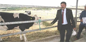 Yozgat ta Çiftçiye Damızlık Düve Dağıtıldı