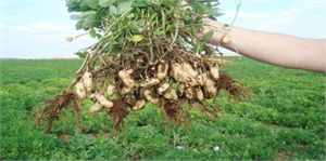 Adana da Yer Fıstığı Hasadı Başladı