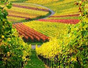 Bağcılıktaki Ar Ge Çalışmalarıyla Üzüm İhracatı Arttı