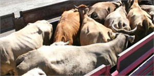 Hınıs ta Kurban Bayramı Hazırlıkları