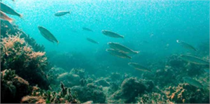 Körfez deki İyileşme Balığa Yaradı