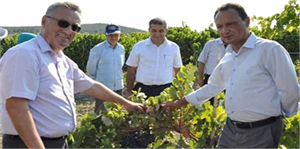 Manisa da Organik Sofralık Üzüm Yetiştiriciliği Hızla Artıyor