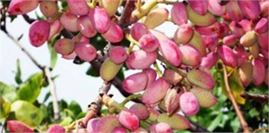 Yeşil Altın Üreticinin Yüzünü Güldürdü