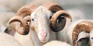 Yozgat ta Kurbanlık Hayvan Sevkıyatlarına Sıkı Denetim